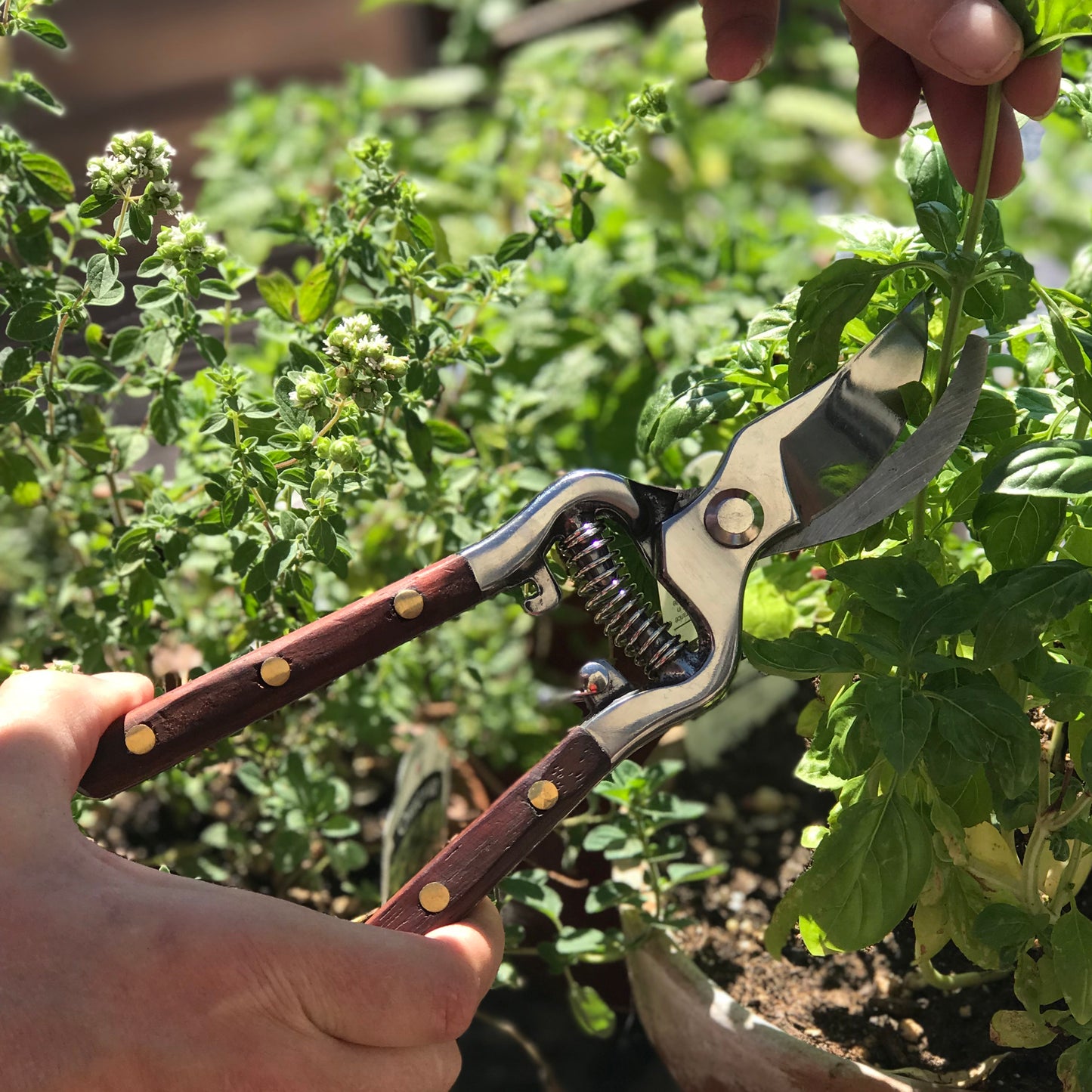 Thai Kitchen & Garden Shears